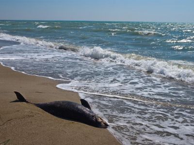 В Черном море зафиксирована массовая гибель дельфинов