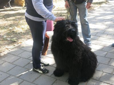 В Феодосии сегодня прошла выставка собак всех пород