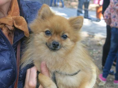 В Феодосии сегодня прошла выставка собак всех пород