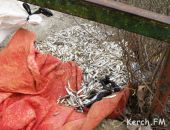 Морское побережье Керчи завалено мертвой рыбой