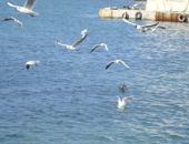 В Крыму на купающихся нападают чайки