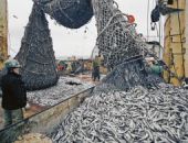 В Крыму браконьеры выловили в Азовском море 235 тонн бычка
