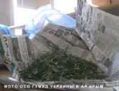 В Крыму керчане любовно выращивали коноплю