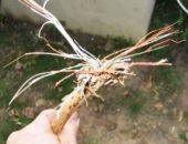 В Симферополе массово пропадает телефонный кабель