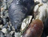 Студент будет чистить море у Крыма мидиями