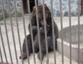 Налоговая Крыма накормила медведей и верблюдов нелегальными лепешками