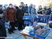 В ближайшую субботу в Симферополе будут раздавать кошек и собак