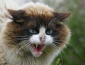 Бешеный кот отправил в больницу шестерых