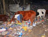 В Крыму коровы пасутся прямо на свалке