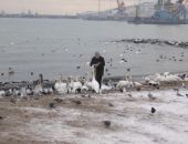 Феодосийцев призывают считать птиц