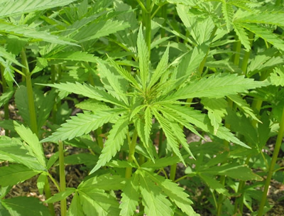 Марихуана в крыму новости при начале цветения марихуаны