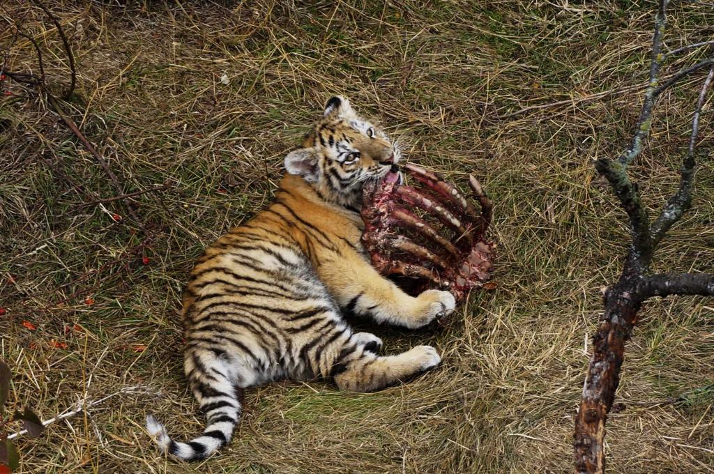Тайгер видео. Амурский тигр тигры. Уссурийский тигр. Амурский тигр рацион питания. Суматранский тигр и Амурский тигр.
