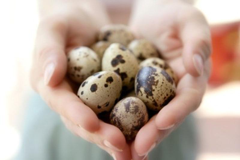 Причины, почему перепелиные яйца всплывают и как это связано с их питательными свойствами