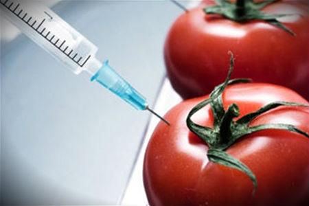 Польза Или Вред Гмо. Есть Ли Опасность? - Газета «Кафа» Новости Феодосии И  Крыма