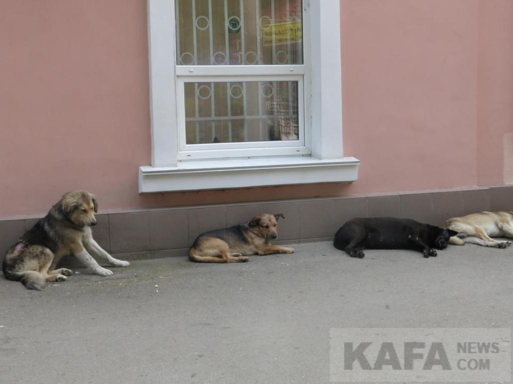 Питомник собак крым последние видео сегодня новости. Бездомные собаки в Крыму. Бездомные животные Крыма. Осторожно бездомные собаки. Крым собака.