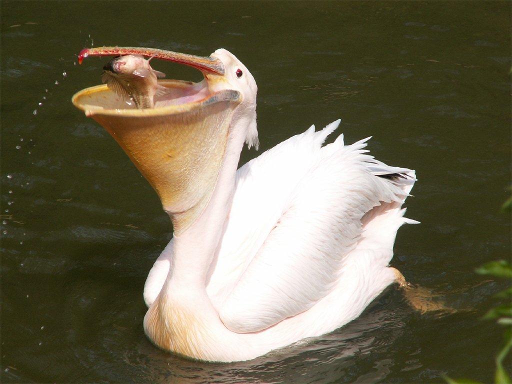 Пелекан. Розовый Пеликан. Пеликан обыкновенный. Пеликан мешконос птица. Pelecanus onocrotalus.