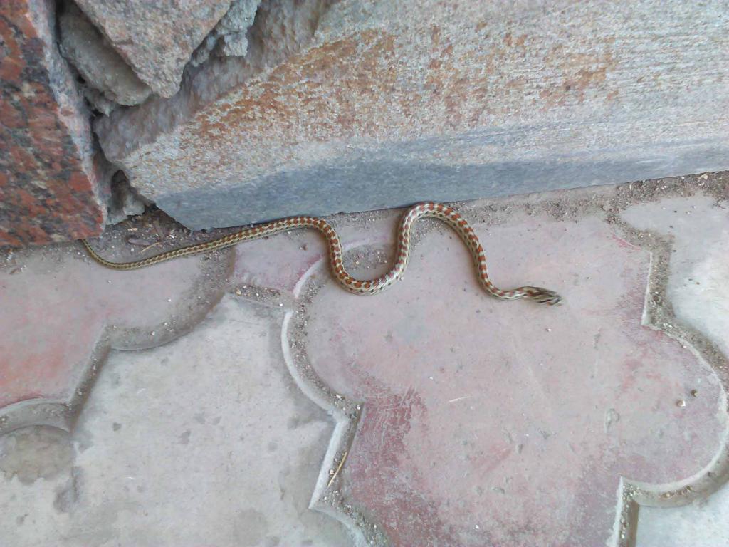 Змея бетон вид испытания бетона