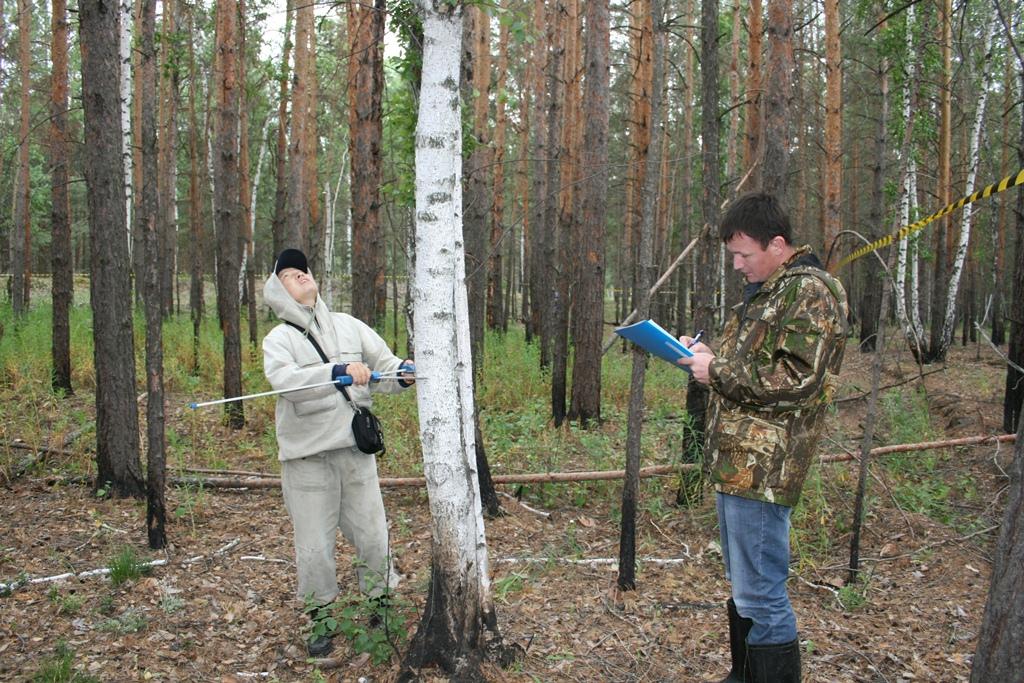 Виды таксации лесосек. Инструмент для отвода и таксации лесосек. Таксация лесных насаждений. Технологии полевой таксации лесного фонда. Таксация леса это.