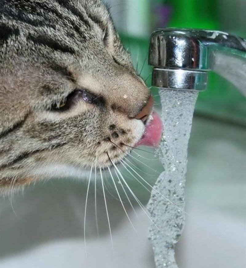 Сушняк 1. Кот пьет. Котик пьет воду. Кот пьет из крана. Кот под краном.