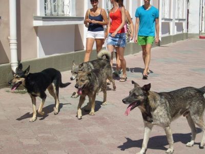 В Феодосии бродячих  собак будут отлавливать