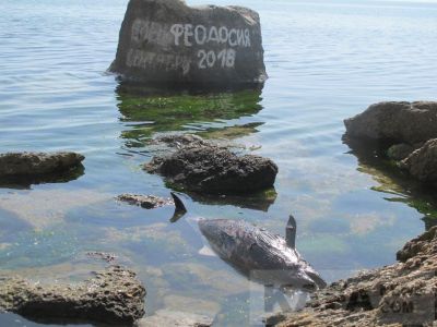 В Крыму на побережье в Феодосии нашли  мертвую морскую свинью