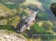 В Крыму на побережье в Феодосии нашли  мертвую морскую свинью