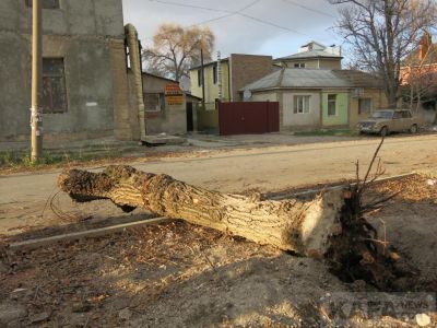 В Феодосии высадят новые деревья взамен уничтоженных аварийных
