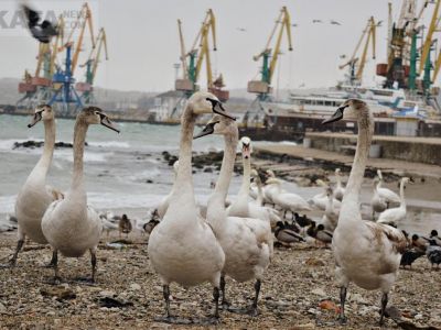 Феодосийцев призывают заботиться о лебедях