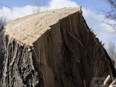 В Феодосии опять пилят деревья