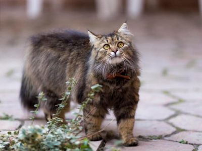 В Феодосии определят самого красивого кота