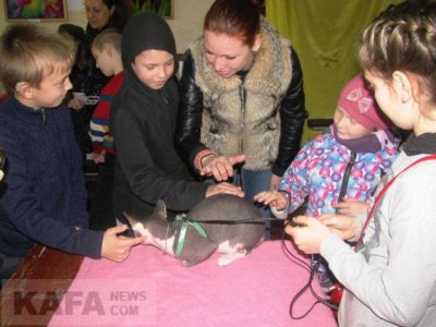 В Феодосии состоялась выставка кошек
