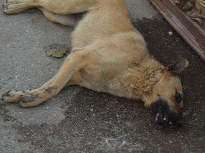 В Феодосии травят собак - животные умирают в мучениях  (видео 18+)