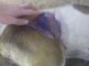 В Крыму проводят смертельную стерилизацию собак (6 фото 18+)