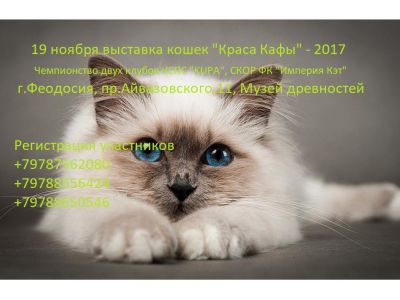Феодосийские коты поборются за главный титул года
