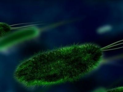 В Японии более 500 человек стали жертвами загадочных бактерий