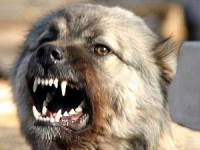 В Феодосии наказали владельцев собак, терроризирующих местных жителей 