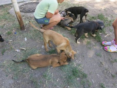В Феодосии во двор жилого дома выбросили 12 щенков