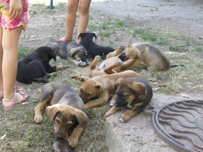 В Феодосии во двор жилого дома выбросили 12 щенков