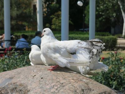 На набережной орудуют наглые «голубятники»
