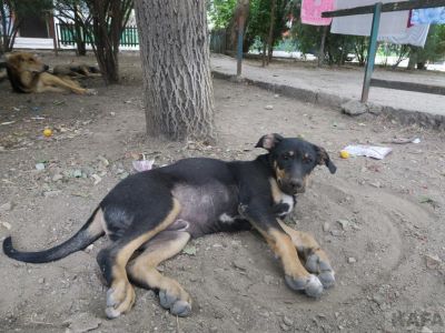 Во дворе дома в Феодосии остались два щенка