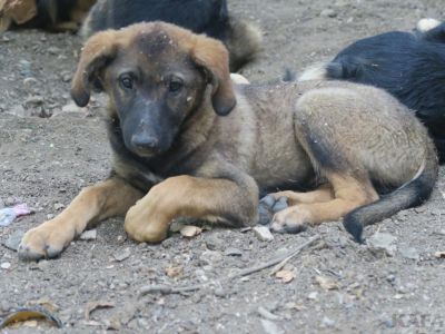Во дворе дома в Феодосии остались два щенка
