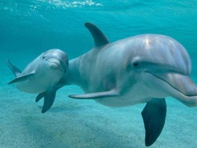 Черноморские дельфины продолжают выбрасываться на берег