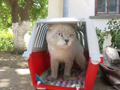 В Феодосии проходит выставка кошек