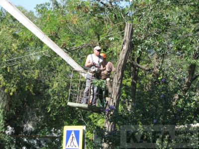 В связи с обрезкой деревьев изменят схему движения автобусов в Феодосии