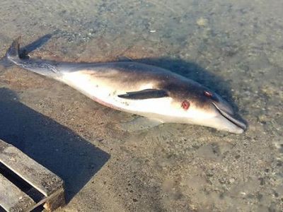 Ученые встревожены гибелью дельфинов в Черном море и будут разбираться в причинах