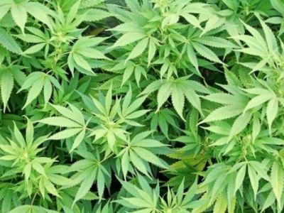 Негативные последствия марихуаны как растить гидропонику коноплю