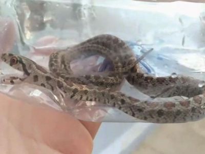 В Феодосии змеи заползают в дома (видео)
