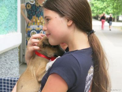В Феодосии прошла акция по раздаче бездомных щенков