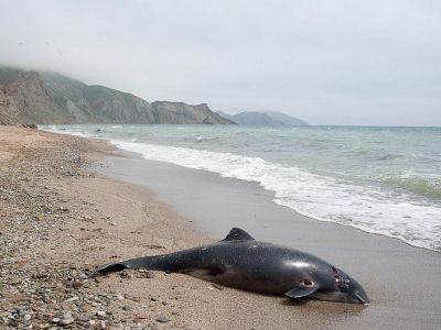 В Крыму на берег снова выбросились дельфины, одного удалось спасти