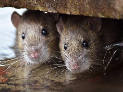 В Норильске нашествие крыс, власти города считают: это нормально